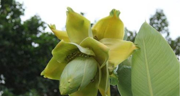 香蕉——多年生草本植物的奇妙之旅（揭开香蕉的神秘面纱）