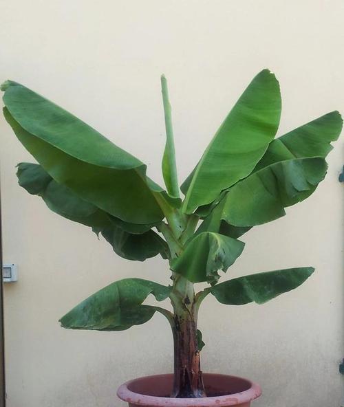 香蕉——多年生草本植物的奇妙之旅(揭开香蕉的神秘面纱)