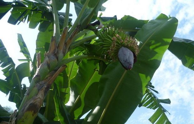 香蕉——多年生草本植物的奇妙之旅（揭开香蕉的神秘面纱）