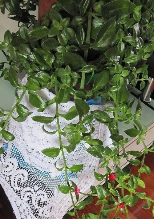 吊兰开花全解密(养护技巧)