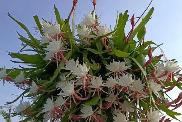 昙花的奇妙世界(探索不同昙花种类的寓意与神秘)