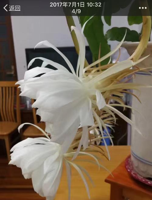 昙花的奇妙世界(探索不同昙花种类的寓意与神秘) 昙花的奇妙世界(探索不同昙花种类的寓意与神秘)