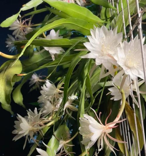 昙花的奇妙世界(探索不同昙花种类的寓意与神秘) 昙花的奇妙世界(探索不同昙花种类的寓意与神秘)