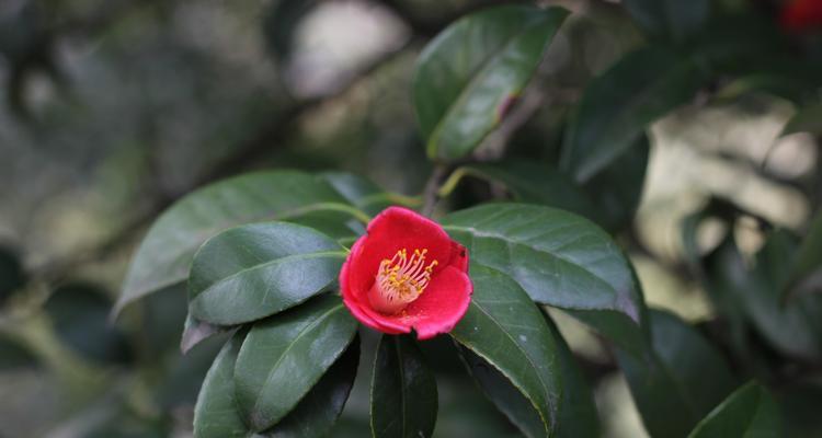 铁海棠的花语与象征意义（探寻铁海棠花的神秘内涵）