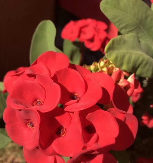 铁海棠的花语与象征意义（探寻铁海棠花的神秘内涵）