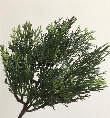 柏树的寓意与象征(生命的坚韧与永恒) 柏树的寓意与象征(生命的坚韧与永恒)