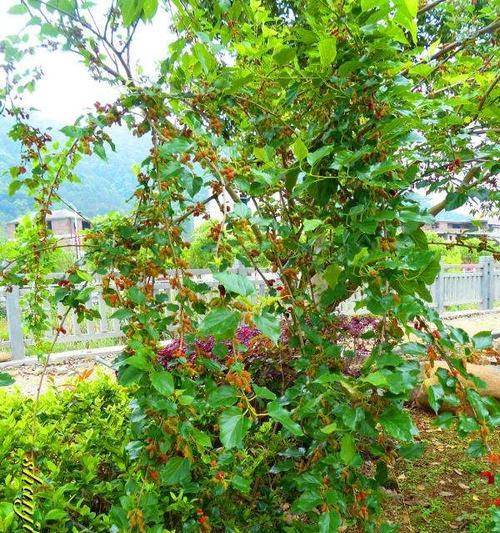院子里种植桑葚果树的技巧（掌握种植方法让你轻松种出美味桑葚果）