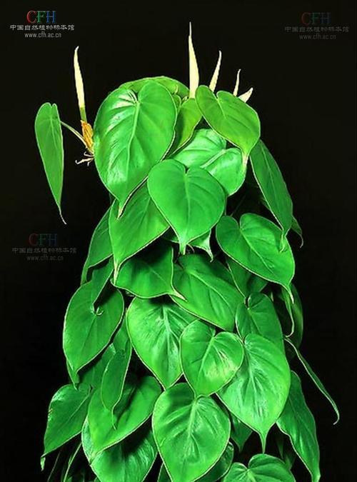 绿萝之美(揭秘绿萝各种别名) 绿萝之美(揭秘绿萝各种别名)