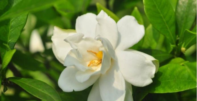 栀子花花语之美与纯洁（探索栀子花的花语和象征意义）