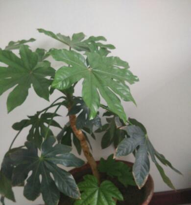 八方来财树开花，预示着什么意思？（财源滚滚）