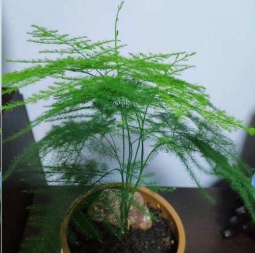 文竹养护指南（文竹浇水要浇透吗）