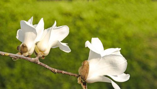 白兰花的代表意义（永恒之美——白兰花的魅力与象征）