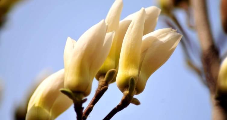 白兰花的代表意义（永恒之美——白兰花的魅力与象征）