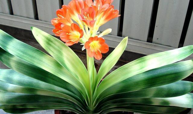 君子兰的花语与含义(揭开君子兰花语的神秘面纱) 君子兰的花语与含义(揭开君子兰花语的神秘面纱)