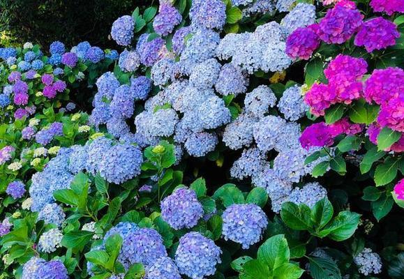 花的花语与意义（探寻花的丰富色彩）