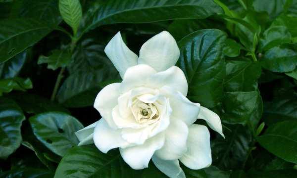 栀子花的花语与寓意(解读栀子花所代表的含义与象征) 栀子花的花语与寓意(解读栀子花所代表的含义与象征)