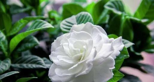 栀子花的花语与寓意(解读栀子花所代表的含义与象征) 栀子花的花语与寓意(解读栀子花所代表的含义与象征)
