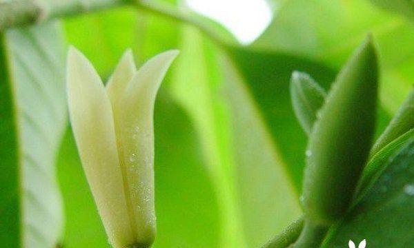 白兰花的花语与象征意义（白兰花花语的深刻内涵和象征意义的解读）