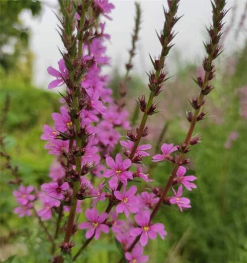 千屈菜的花语与传说（探秘千屈菜的神秘花语和寓意）