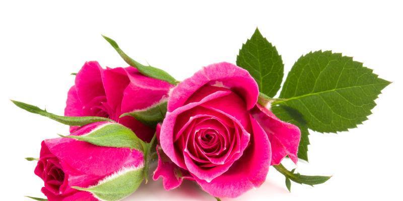 玫瑰花语之含义解读（以几朵玫瑰代表什么）