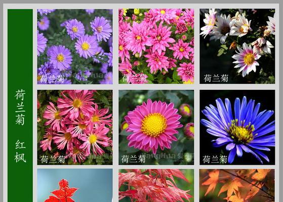 仙丹花的开花周期(探寻仙丹花每年开花的规律)_花植网