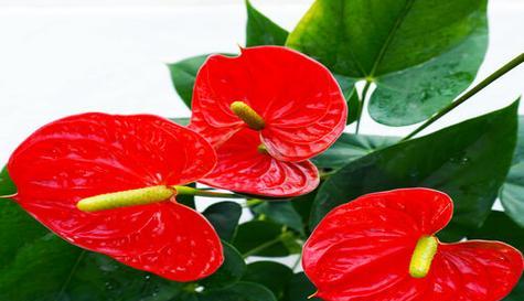 花语传递好运的秘密（探索花卉代表好运的奥秘）