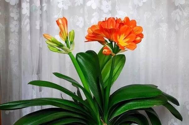 花语传递好运的秘密（探索花卉代表好运的奥秘）