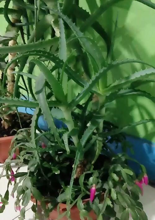以龙爪开花的意义及象征（探索龙爪开花预示的吉祥寓意与美好未来）