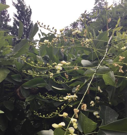 以龙爪开花的意义及象征（探索龙爪开花预示的吉祥寓意与美好未来）