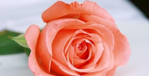 1朵玫瑰的花语与深意（探寻玫瑰的隐含寓意与象征意义）