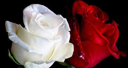 1朵玫瑰的花语与深意(探寻玫瑰的隐含寓意与象征意义) 1朵玫瑰的花语与深意(探寻玫瑰的隐含寓意与象征意义)