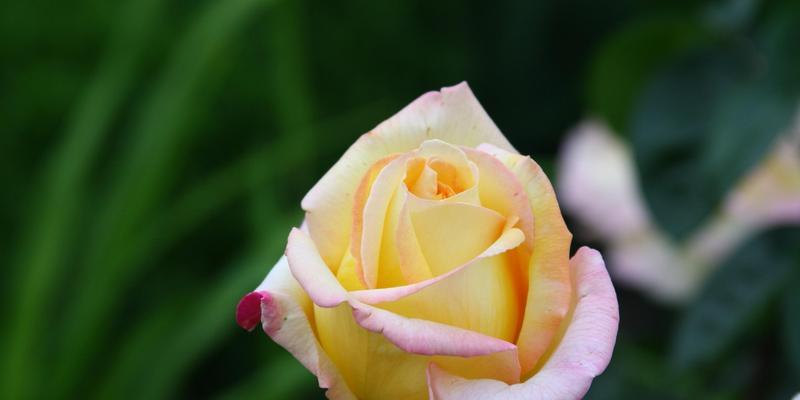 黄玫瑰花的代表寓意——温暖、友谊与忠诚(揭秘黄玫瑰花的隐含意义及象征力) 黄玫瑰花的代表寓意——温暖、友谊与忠诚(揭秘黄玫瑰花的隐含意义及象征力)