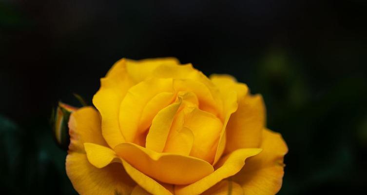 黄玫瑰花的代表寓意——温暖、友谊与忠诚(揭秘黄玫瑰花的隐含意义及象征力) 黄玫瑰花的代表寓意——温暖、友谊与忠诚(揭秘黄玫瑰花的隐含意义及象征力)