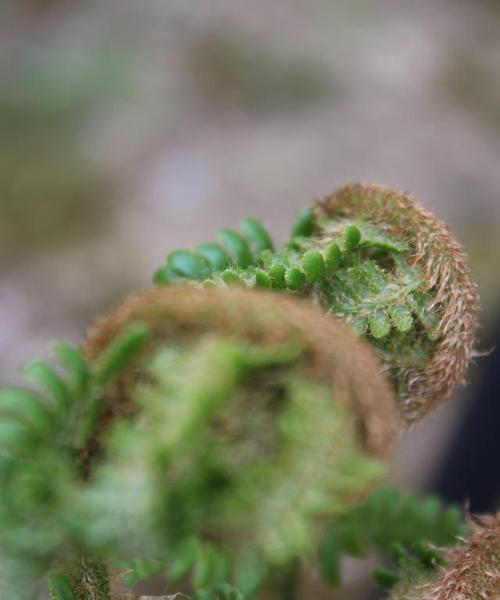 代表守护的植物（探索植物世界中的守护者）