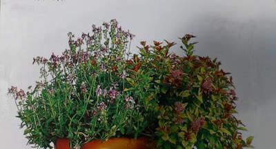 代表守护的植物（探索植物世界中的守护者）
