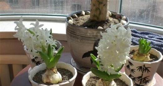 代表守护的植物（探索植物世界中的守护者）