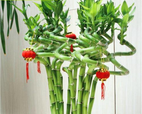 富贵竹笼(以富贵竹笼寓意为主题) 富贵竹笼(以富贵竹笼寓意为主题)