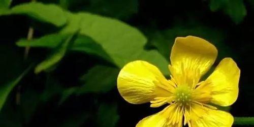以山樱草的生日花语慈悲为主题的文章(用慈悲温暖心灵) 以山樱草的生日花语慈悲为主题的文章(用慈悲温暖心灵)