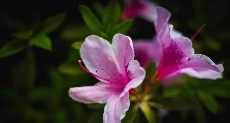 杜鹃花的花语与寓意（揭开杜鹃花的秘密）