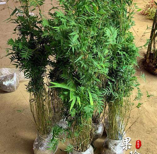 坟地种竹子能否成为生态治理的新模式？（探讨坟地种植竹子的可行性及其生态价值）