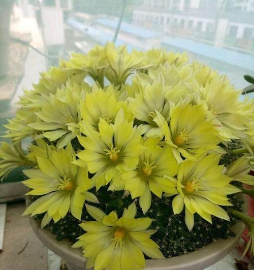 为什么仙人球不开花?(探究仙人球不开花的原因以及如何解决)
