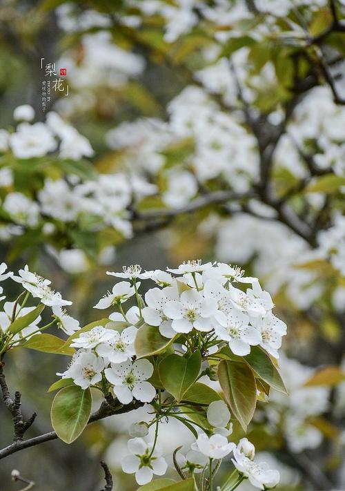 梨花之美(探寻梨花的象征意义及其美丽之处) 梨花之美(探寻梨花的象征意义及其美丽之处)