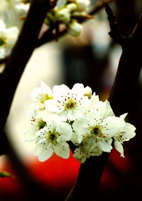 梨花之美(探寻梨花的象征意义及其美丽之处) 梨花之美(探寻梨花的象征意义及其美丽之处)