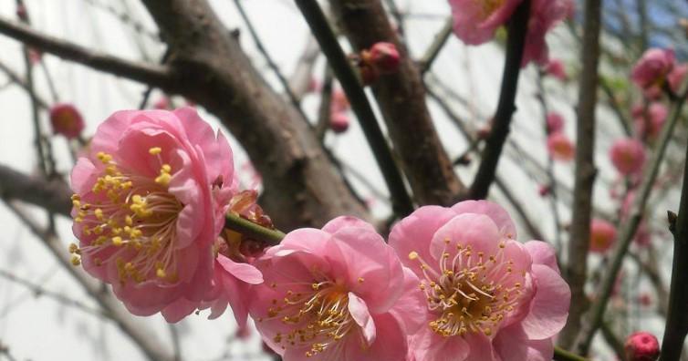 梅花的象征意义与美学价值（探寻梅花的文化内涵和审美魅力）
