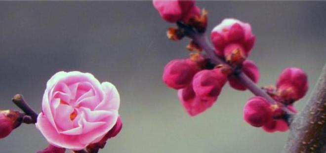 梅花的象征意义与美学价值（探寻梅花的文化内涵和审美魅力）