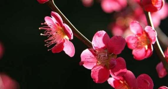 梅花的象征意义与美学价值（探寻梅花的文化内涵和审美魅力）