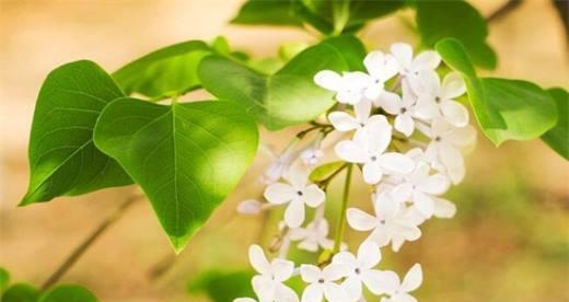 丁香花的花语与寓意（丁香花的美丽姿态与多样寓意）