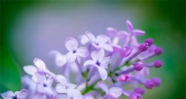 丁香花的花语与寓意(丁香花的美丽姿态与多样寓意) 丁香花的花语与寓意(丁香花的美丽姿态与多样寓意)