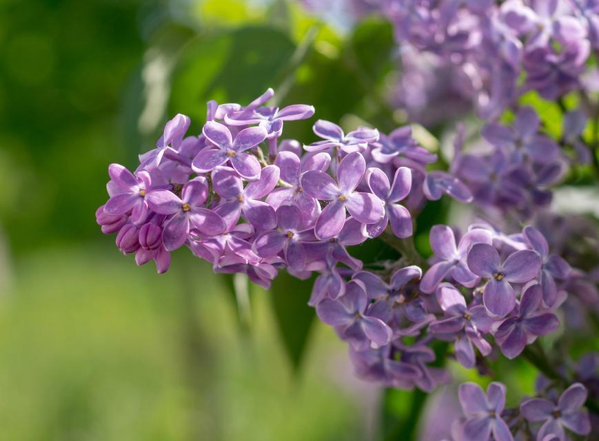 丁香花的花语与寓意(丁香花的美丽姿态与多样寓意) 丁香花的花语与寓意(丁香花的美丽姿态与多样寓意)