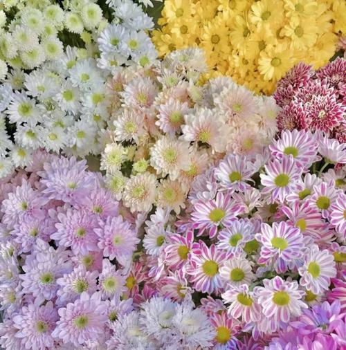 小雏菊颜色不同花语（探索小雏菊色彩世界的花语之旅）